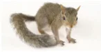 Yale Termite & Pest Elimination Corp - Photo 5