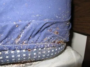 Yale Termite & Pest Elimination Corp - Photo 9