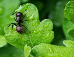 Insight Pest Solutions - Rexburg, ID - Photo 2