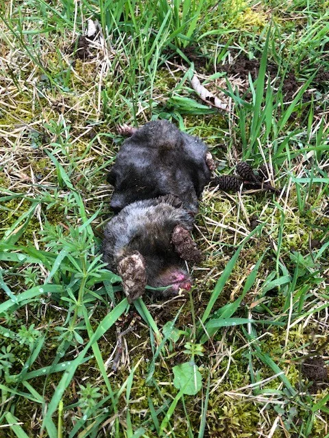 Rodent Capture by The Mole Guys - Photo 13