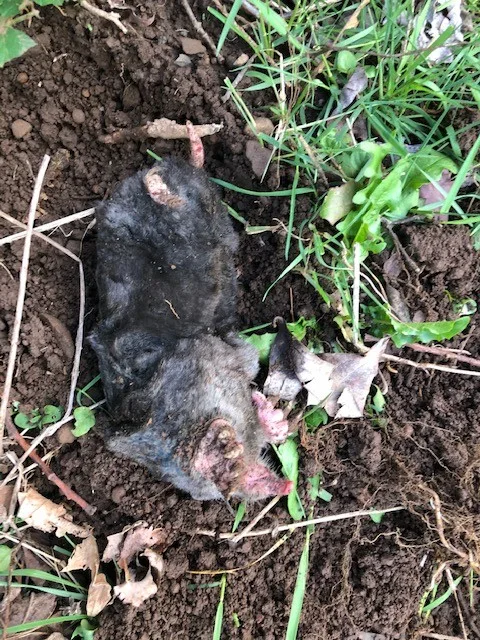 Rodent Capture by The Mole Guys - Photo 18
