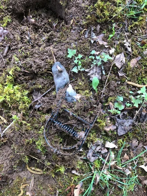 Rodent Capture by The Mole Guys - Photo 16