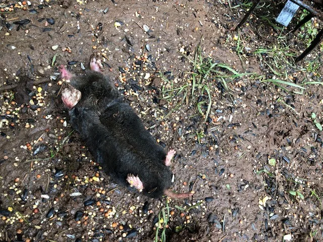Rodent Capture by The Mole Guys - Photo 14