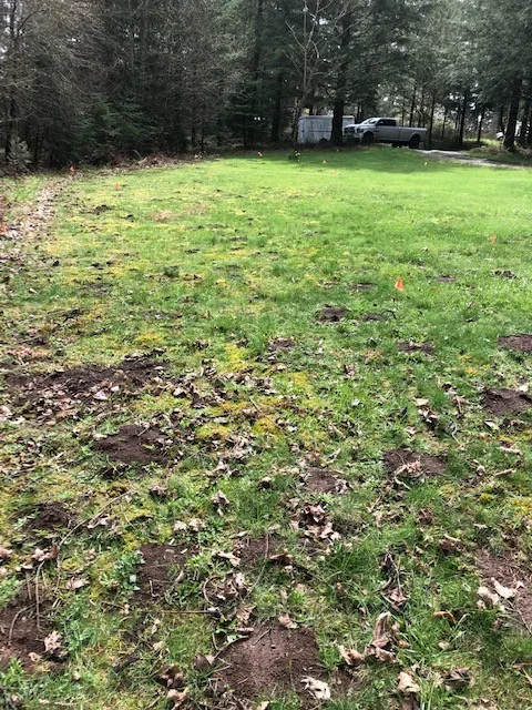 Rodent Capture by The Mole Guys - Photo 17