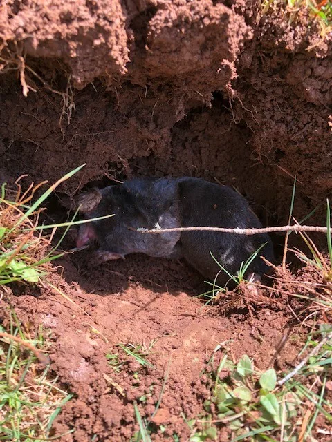 The Mole Guys - Photo 10