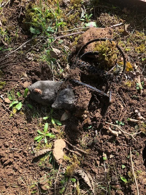 The Mole Guys - Photo 5
