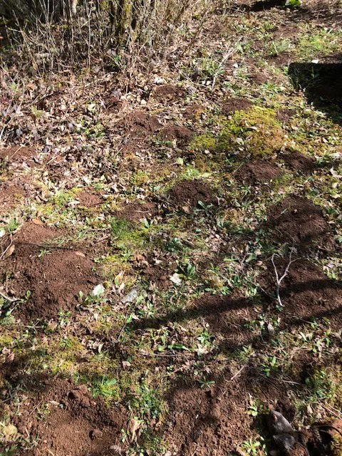 The Mole Guys - Photo 8