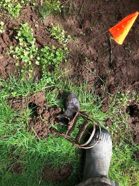 The Mole Guys - Photo 12