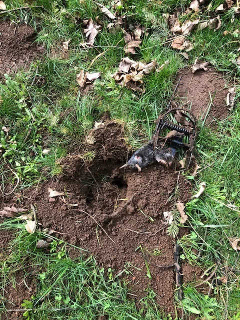 The Mole Guys - Photo 7