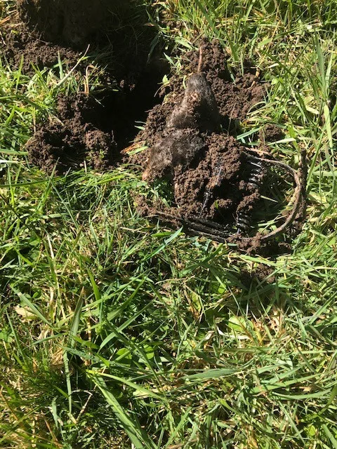 Rodent Capture by The Mole Guys - Photo 15