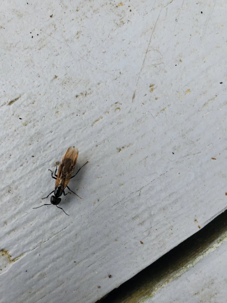 P.I. Pest Investigators LLC - Photo 2