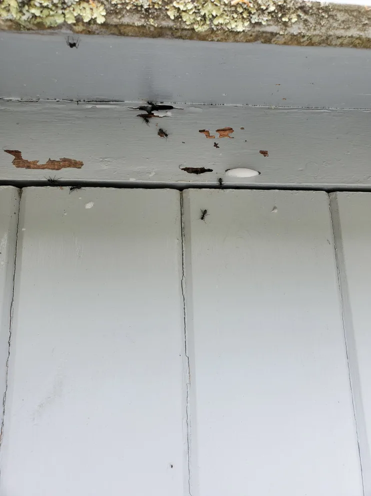 P.I. Pest Investigators LLC - Photo 6
