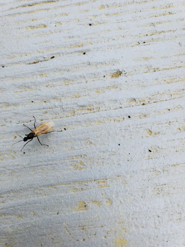 P.I. Pest Investigators LLC - Photo 4