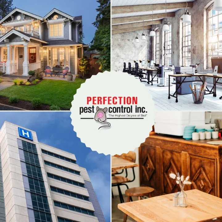 Flawless Pest Management by Perfection Pest Control - Photo 2