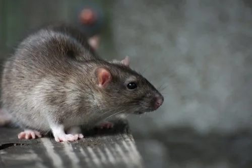 Eliminex Pest Control - Photo 3