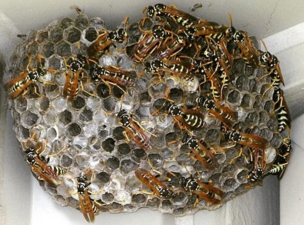 Kilauea Pest Control - Photo 14