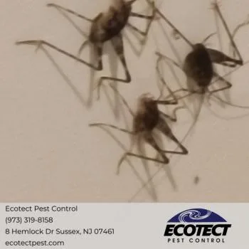 Ecotect Pest Control - Photo 3