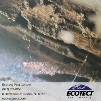 Ecotect Pest Control - Photo 2