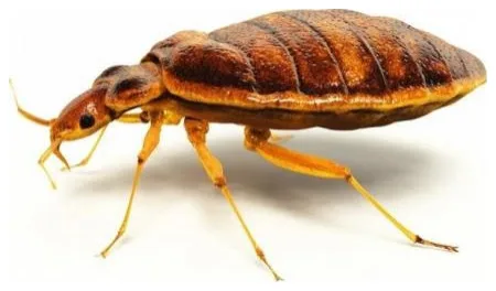 Murray Pest Control - Photo 2