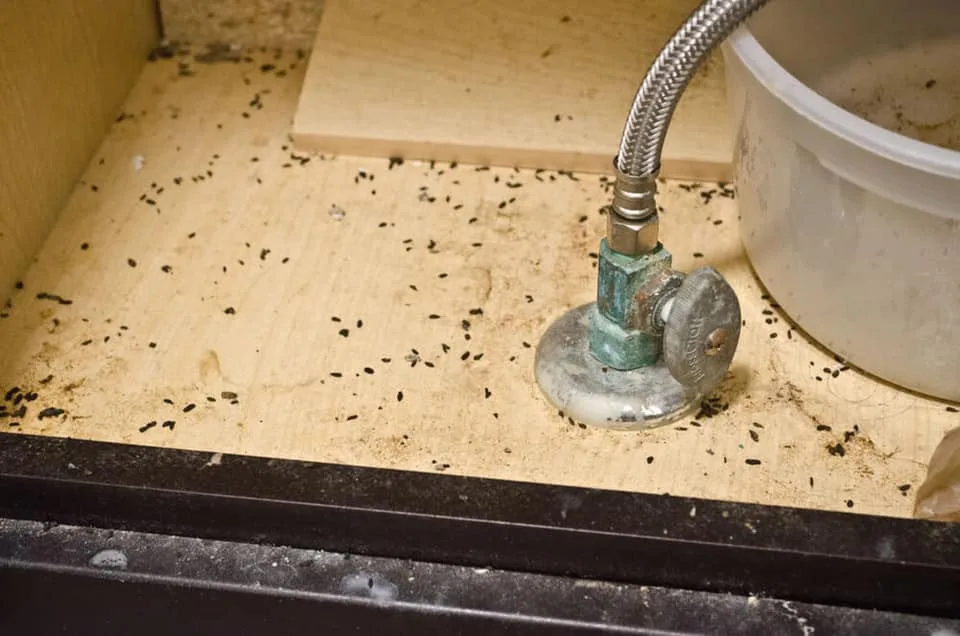 CTL Pest Solutions - Photo 7