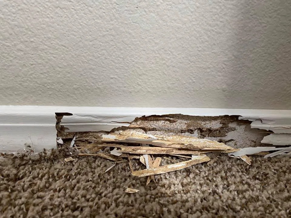 CTL Pest Solutions - Photo 6