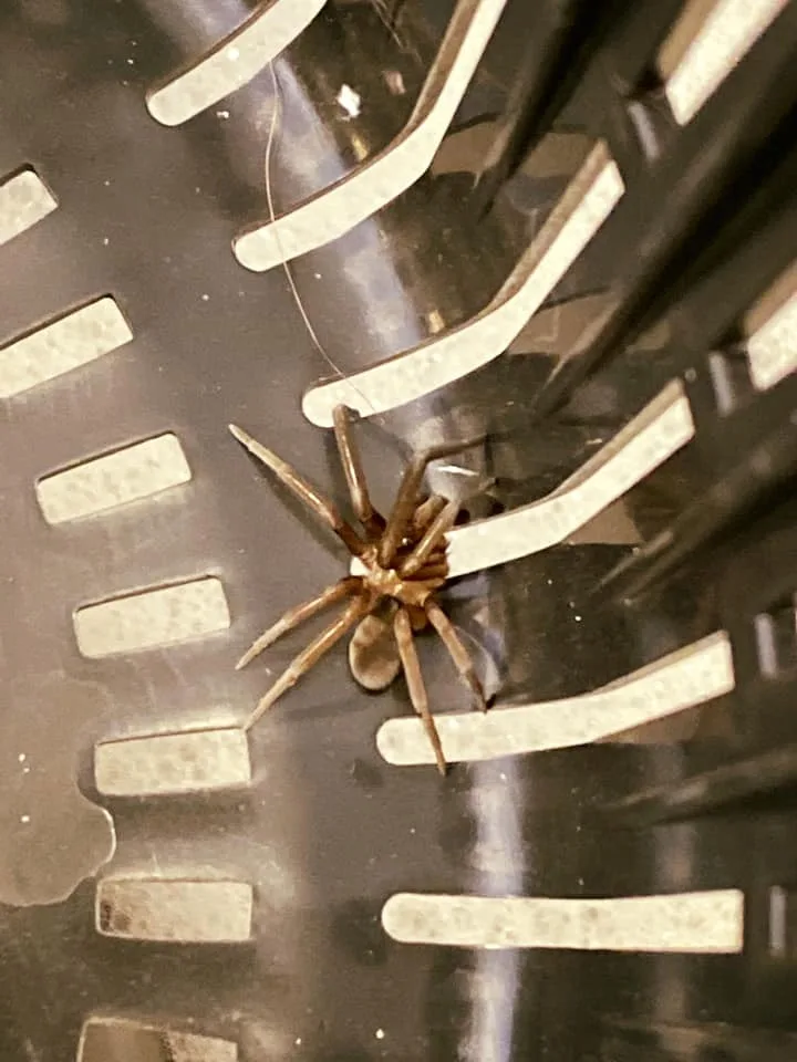 CTL Pest Solutions - Photo 4