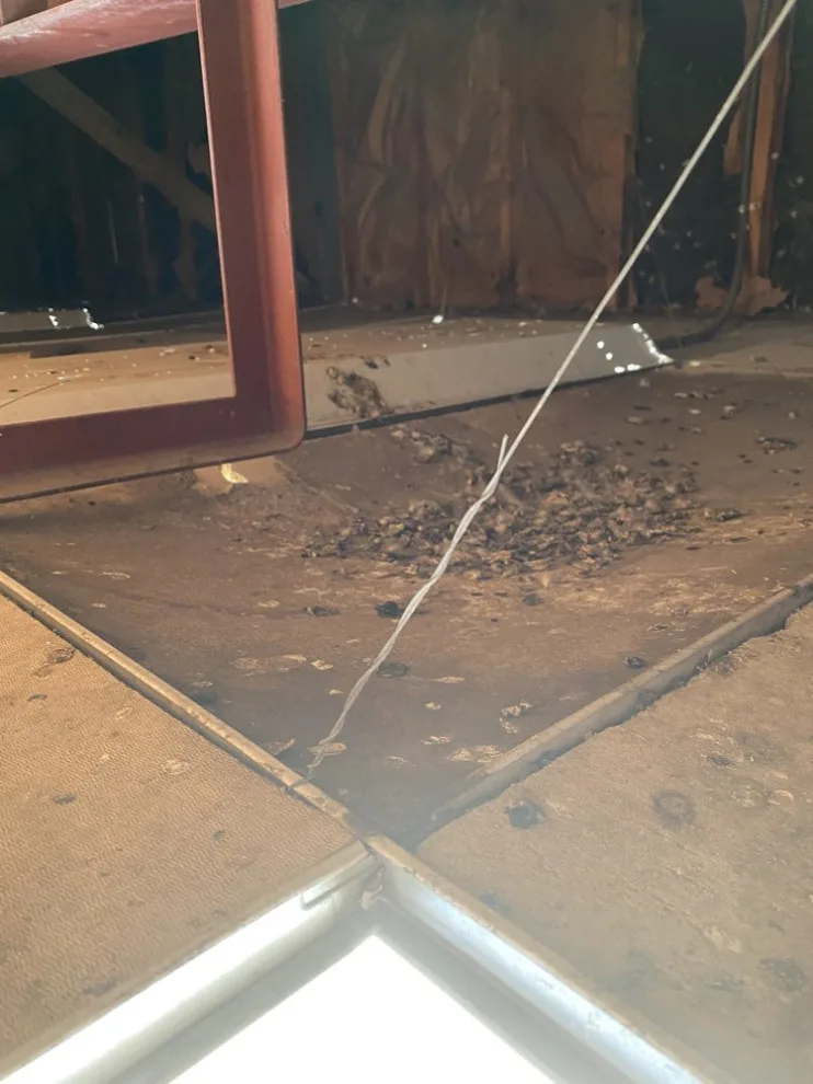 CTL Pest Solutions - Photo 3