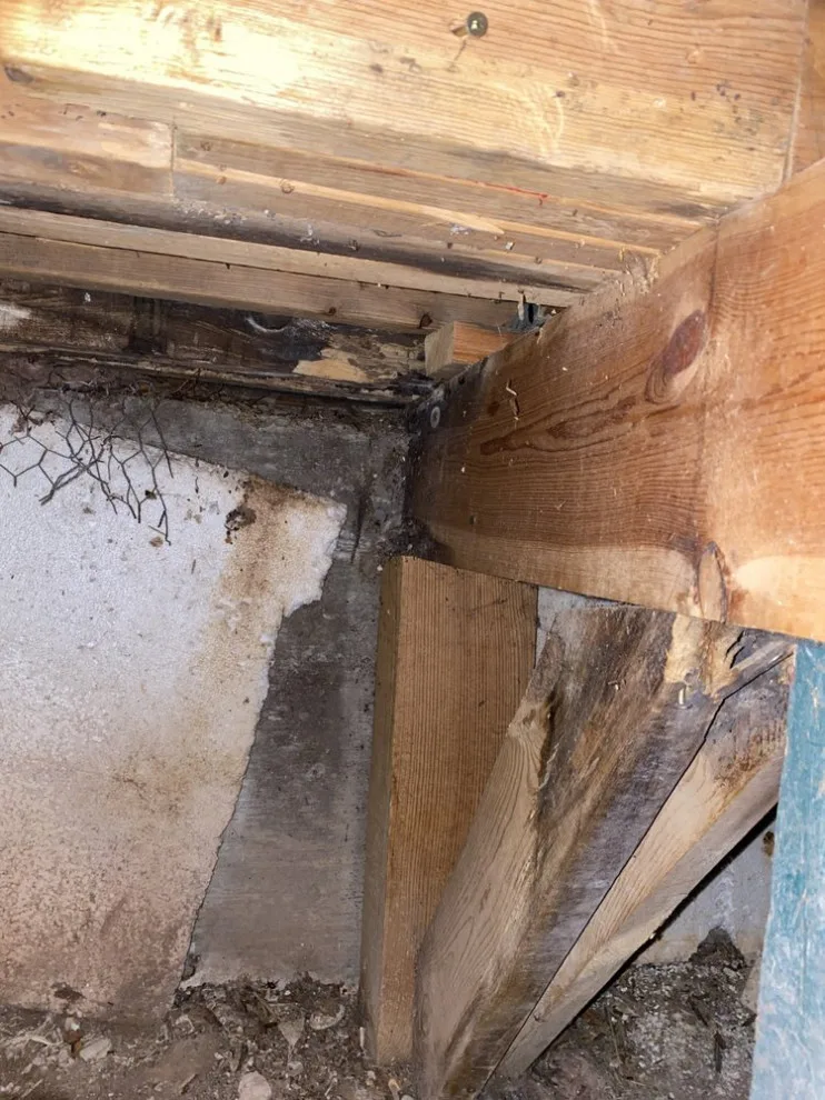 CTL Pest Solutions - Photo 2