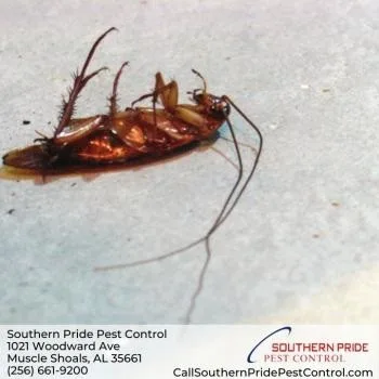 Southern Pride Pest Control - Photo 3
