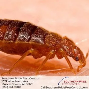 Southern Pride Pest Control - Photo 2