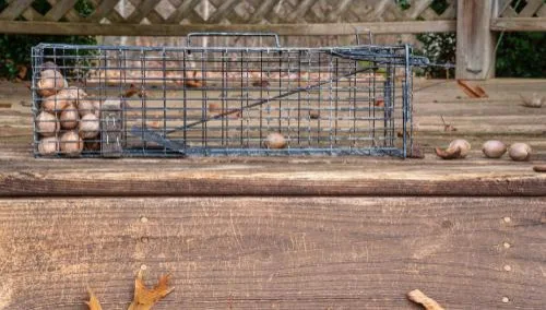 Spirit City Wildlife Experts - Photo 3