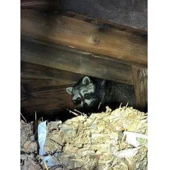 Western Mass Wildlife Removal - Photo 2