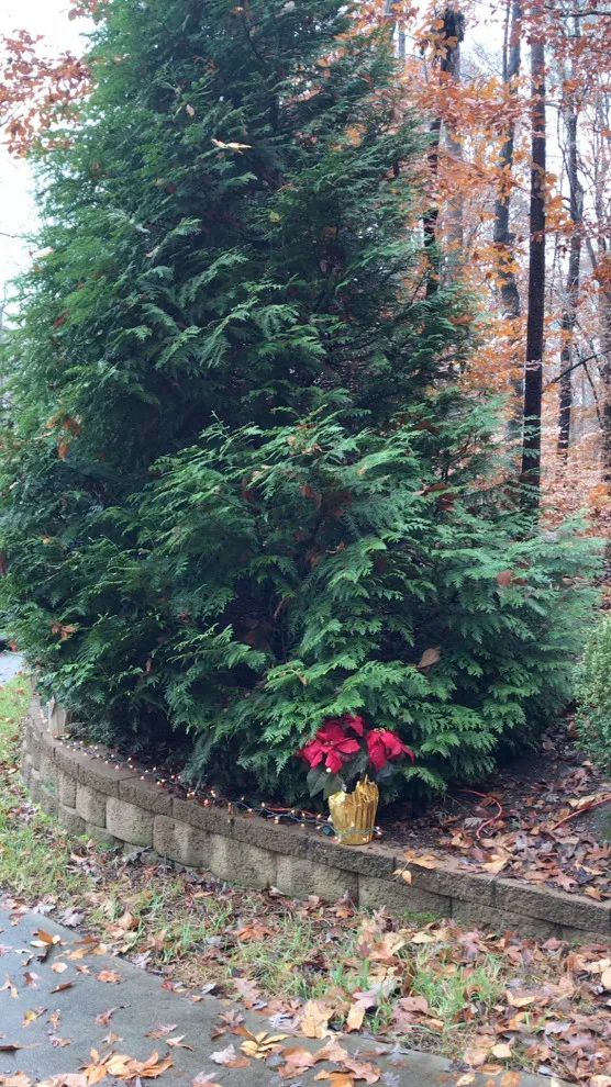 Holiday Decorating Project 2019 by JACE Interiors, LLC - Photo 10
