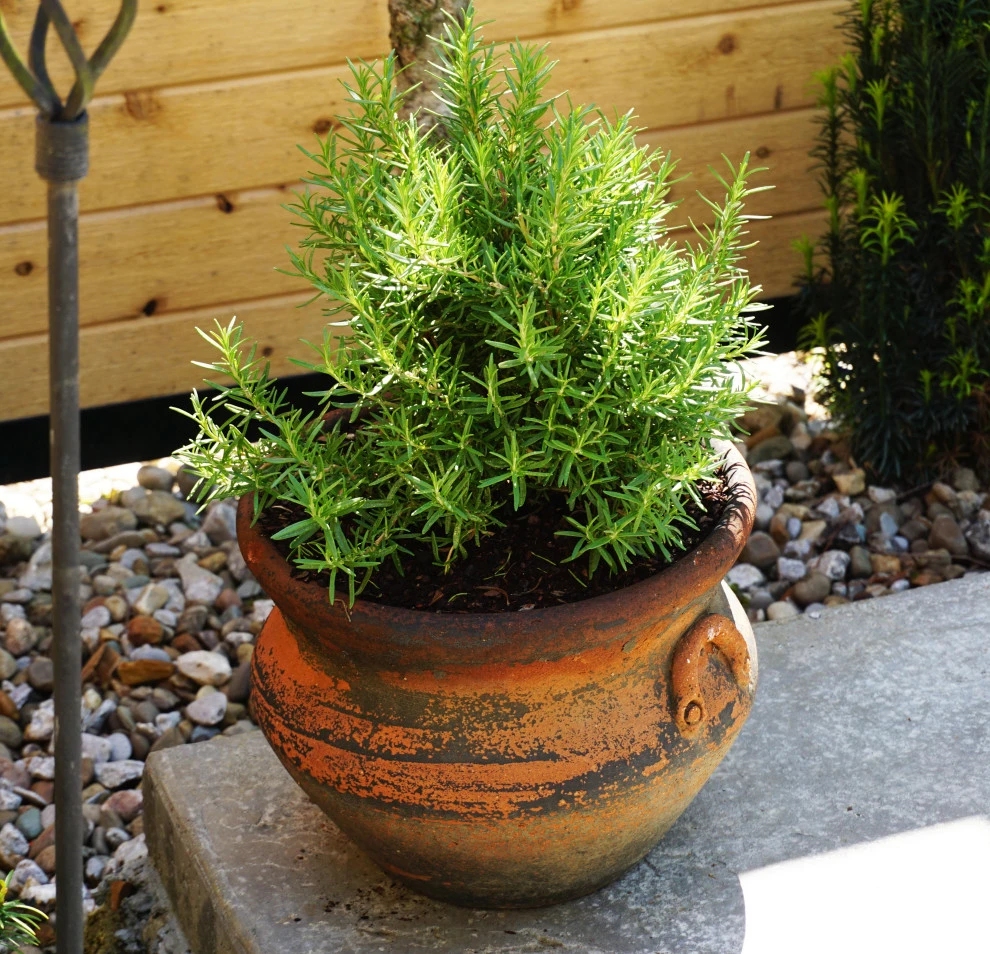Edgehill Update | Nashville, TN by Gardens Of Babylon Landscapes - Photo 3