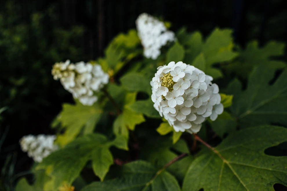 Huge Sun & Shade Garden | Franklin, TN by Gardens Of Babylon Landscapes - Photo 13