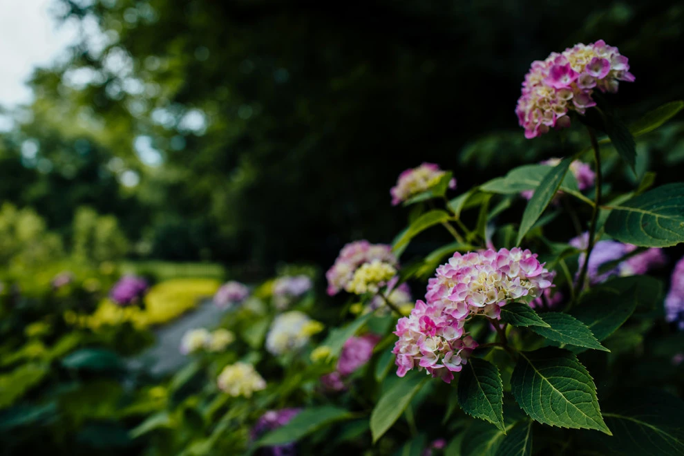 Huge Sun & Shade Garden | Franklin, TN by Gardens Of Babylon Landscapes - Photo 11