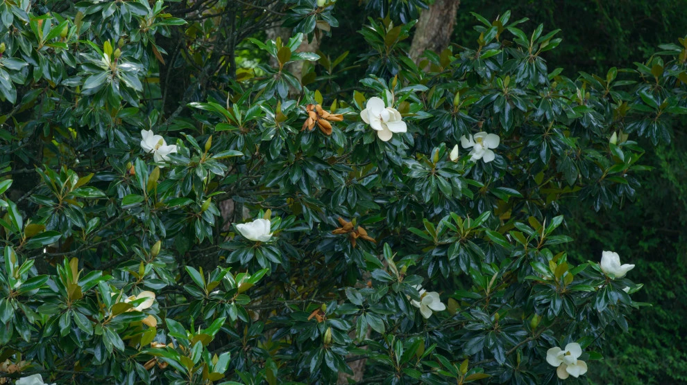 Timeless Elegance, Fresh Landscaping | Nashville, TN by Gardens Of Babylon Landscapes - Photo 4