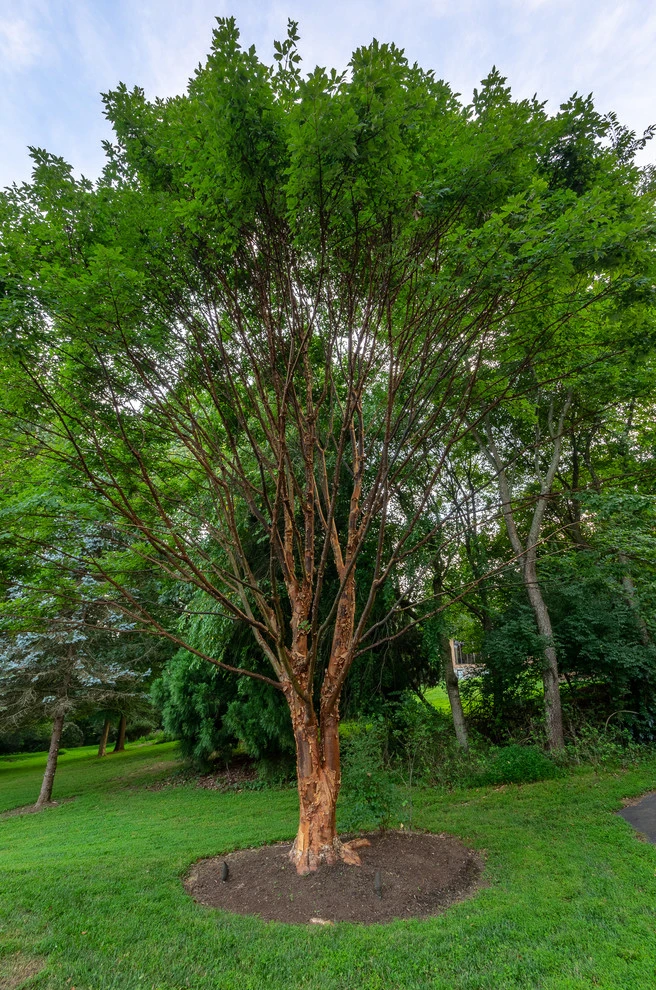 Landscaping by DiSabatino Landscaping And Tree Care - Photo 17