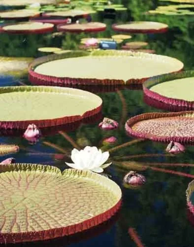 Lily Pad Home by Spacelinedesign Architects - Photo 3