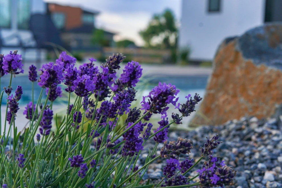 DUKE'S DETAILS by Duke's Landscape Company - Photo 24
