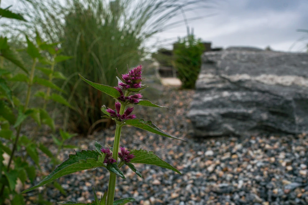 DUKE'S DETAILS by Duke's Landscape Company - Photo 25