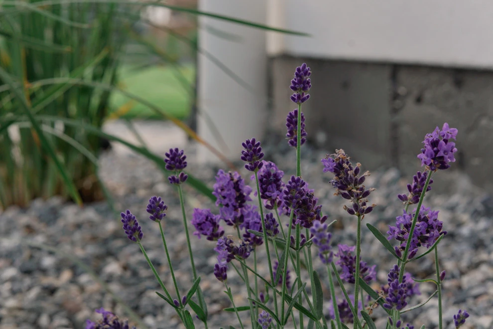 DUKE'S DETAILS by Duke's Landscape Company - Photo 44