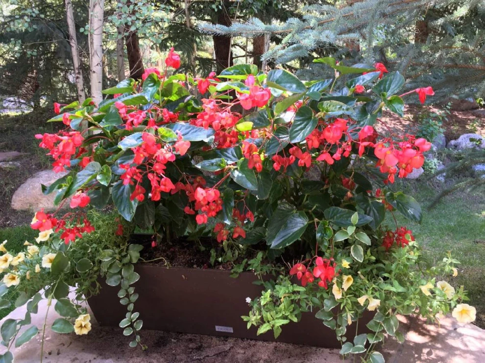 Container Gardens 2022 by Earth Songs Gardening - Photo 5