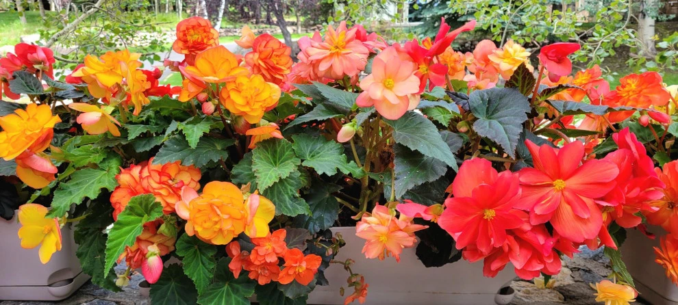 2024 Landscape Season by Earth Songs Gardening - Photo 5