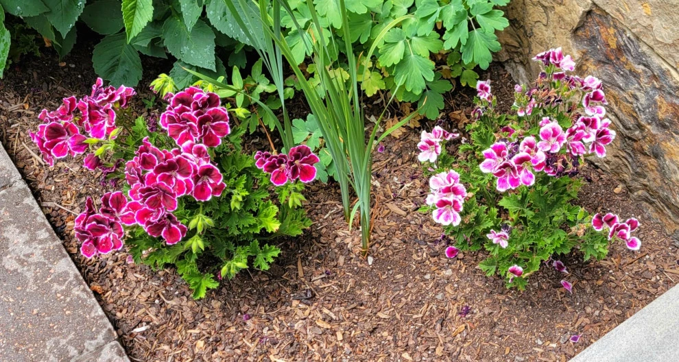 2024 Landscape Season by Earth Songs Gardening - Photo 2