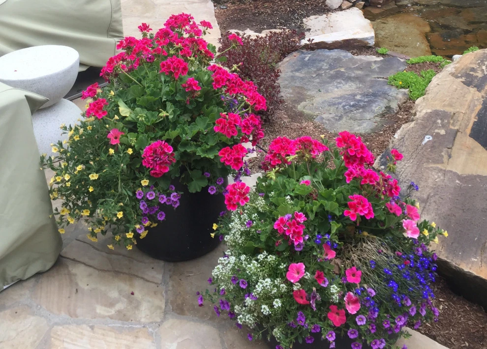 Container Gardens 2023 by Earth Songs Gardening - Photo 11