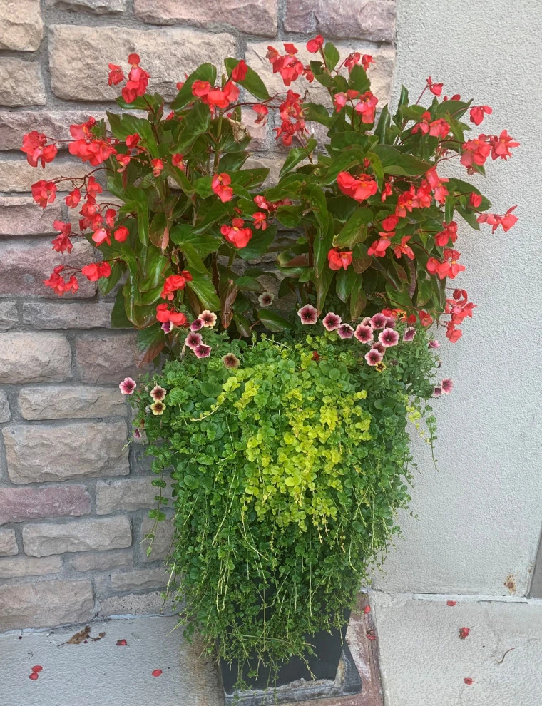 Container Gardens 2023 by Earth Songs Gardening - Photo 7