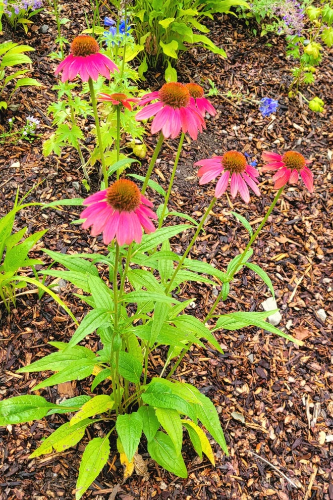 2024 Landscape Season by Earth Songs Gardening - Photo 25