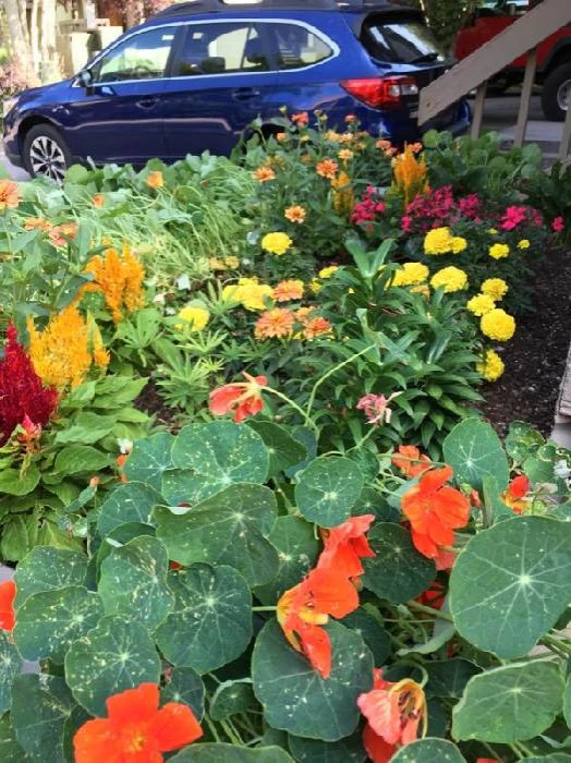Gardens 2023 by Earth Songs Gardening - Photo 10