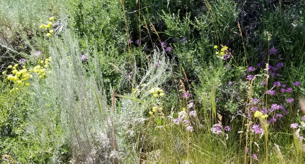Sustainable Gardens by Earth Songs Gardening - Photo 10